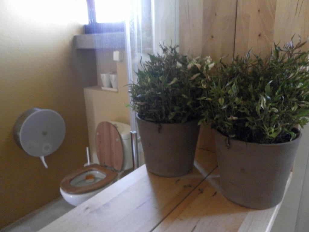 Lemon Tree Hostel อารีอา บรันกา ห้อง รูปภาพ