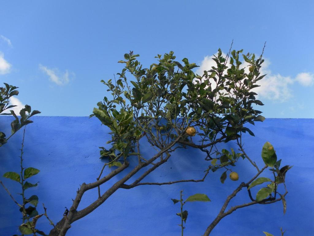 Lemon Tree Hostel อารีอา บรันกา ภายนอก รูปภาพ